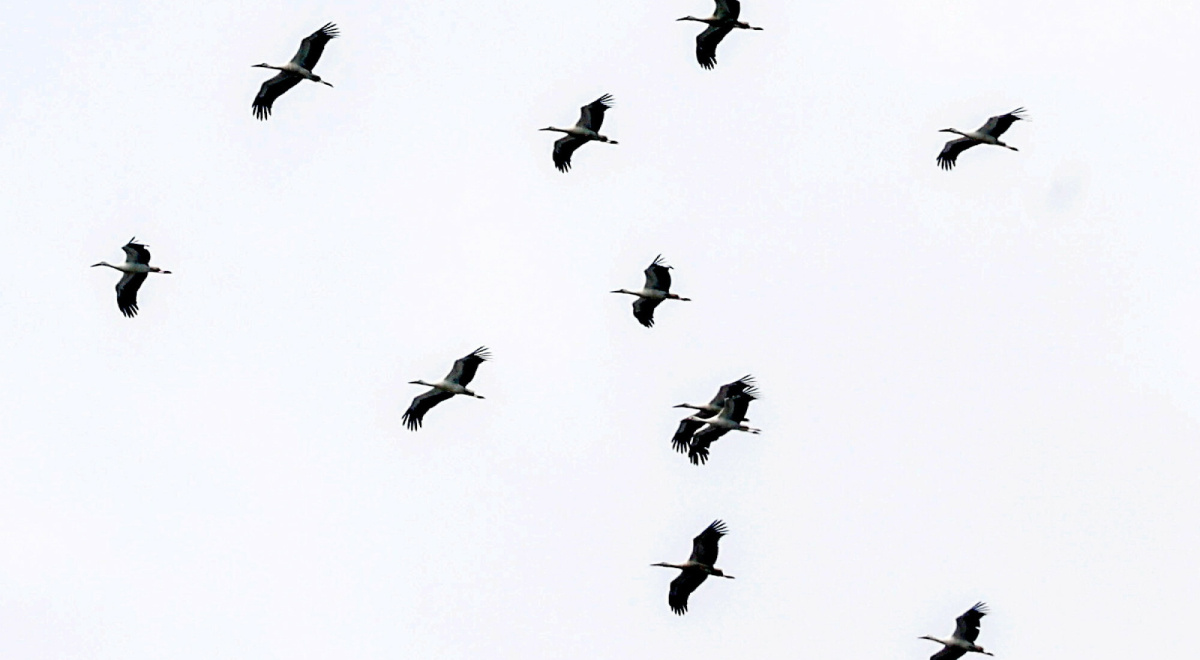 Nietypowy powrót bocianów do Polski. Naukowcy wskazują powód tej zmiany