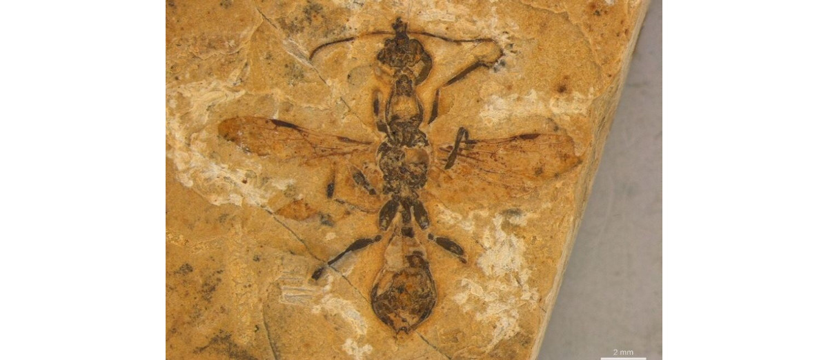 Najstarsza mrówka świata ma 113 mln lat. Jej skamieniałość odkryto w… muzeum