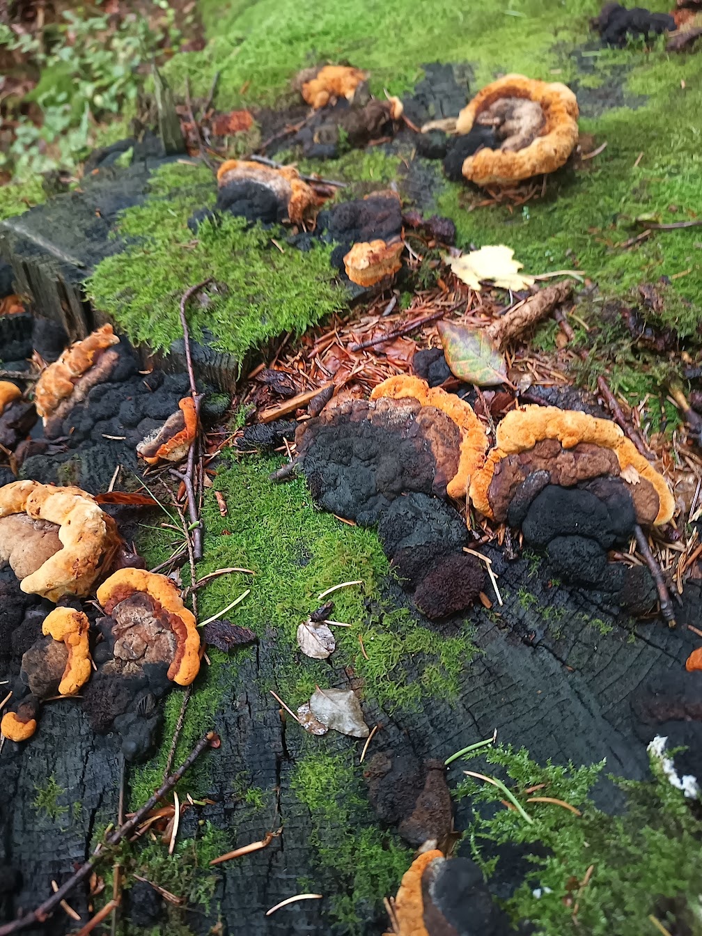 e2da23c1-15e4-41a0-812c-48b52f1cde54