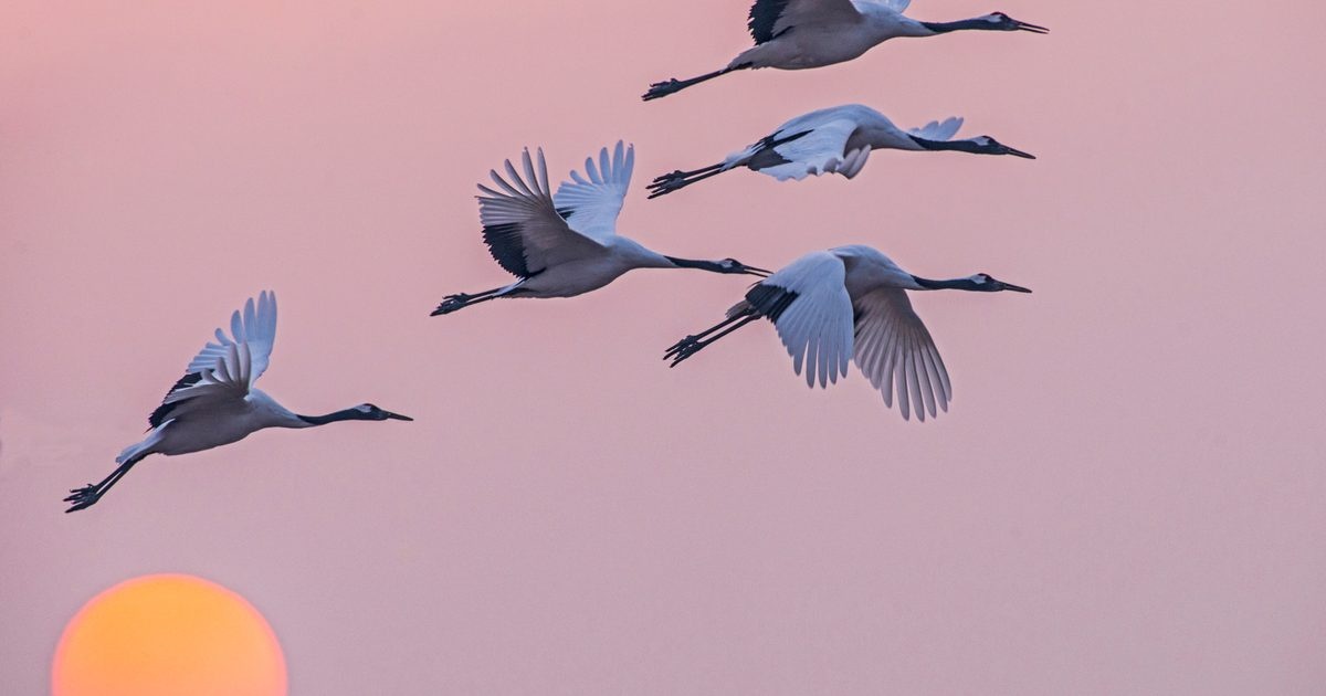 Nie tylko bociany i żurawie. Ptaki przylatujące na wiosnę to cała gama gatunków, a ich migracja trwa w sumie kilka miesięcy