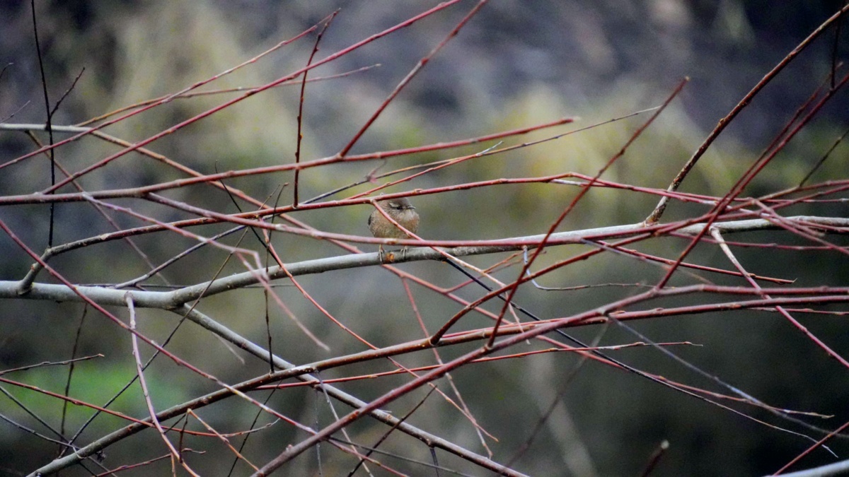 a00bddcc-4b7e-49e1-b149-2fa3c273a66d