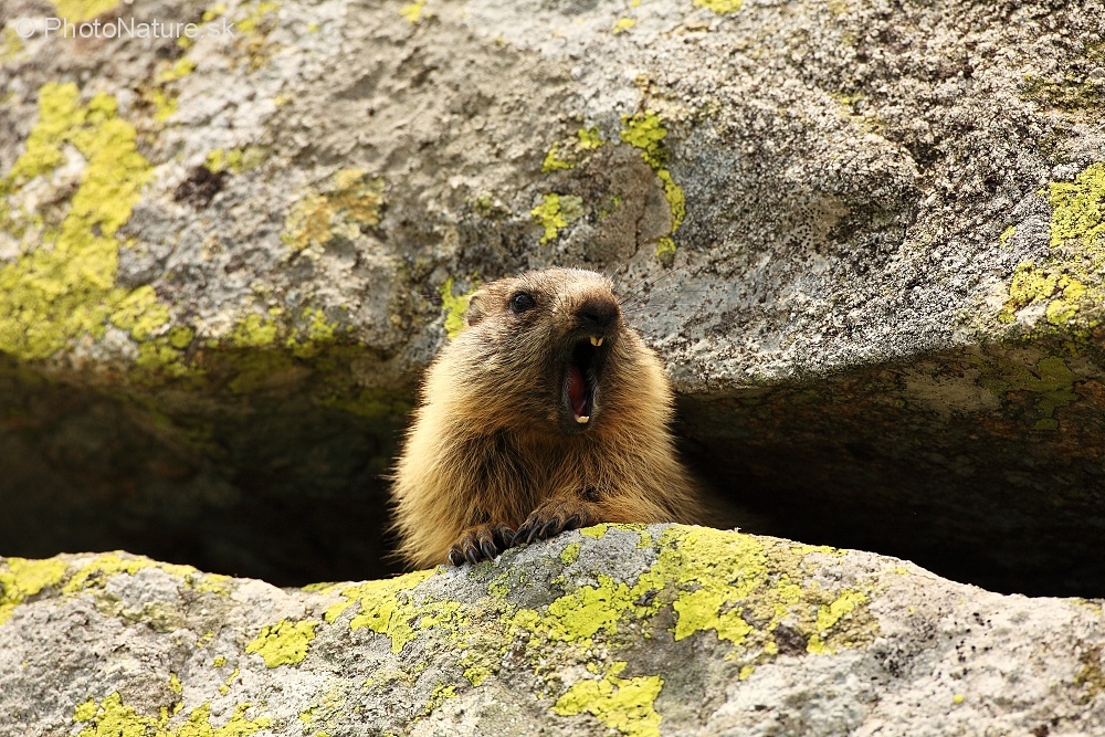 Rzeź tatrzańskich misiomyszy