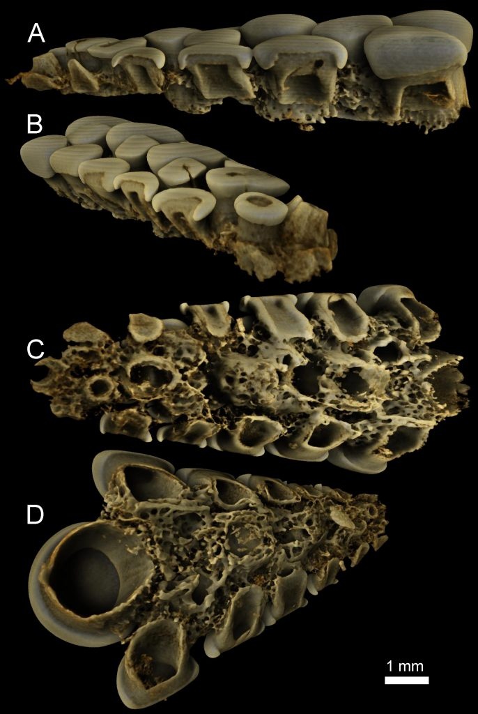 Polscy paleontolodzy opisali szczątki jurajskiej ryby