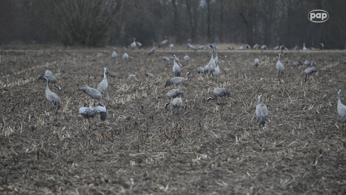 Żurawie powróciły do Poleskiego Parku Narodowego. Za miesiąc wyklują się młode [NASZE WIDEO]
