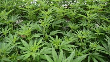 Wielka Brytania. W lockdownie rośnie liczba plantacji marihuany