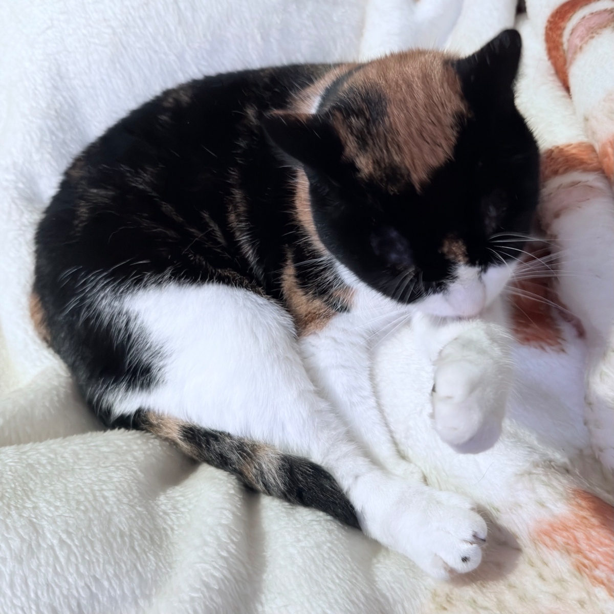 036b132e-d5c8-4edf-bc60-2e902d22a8b9