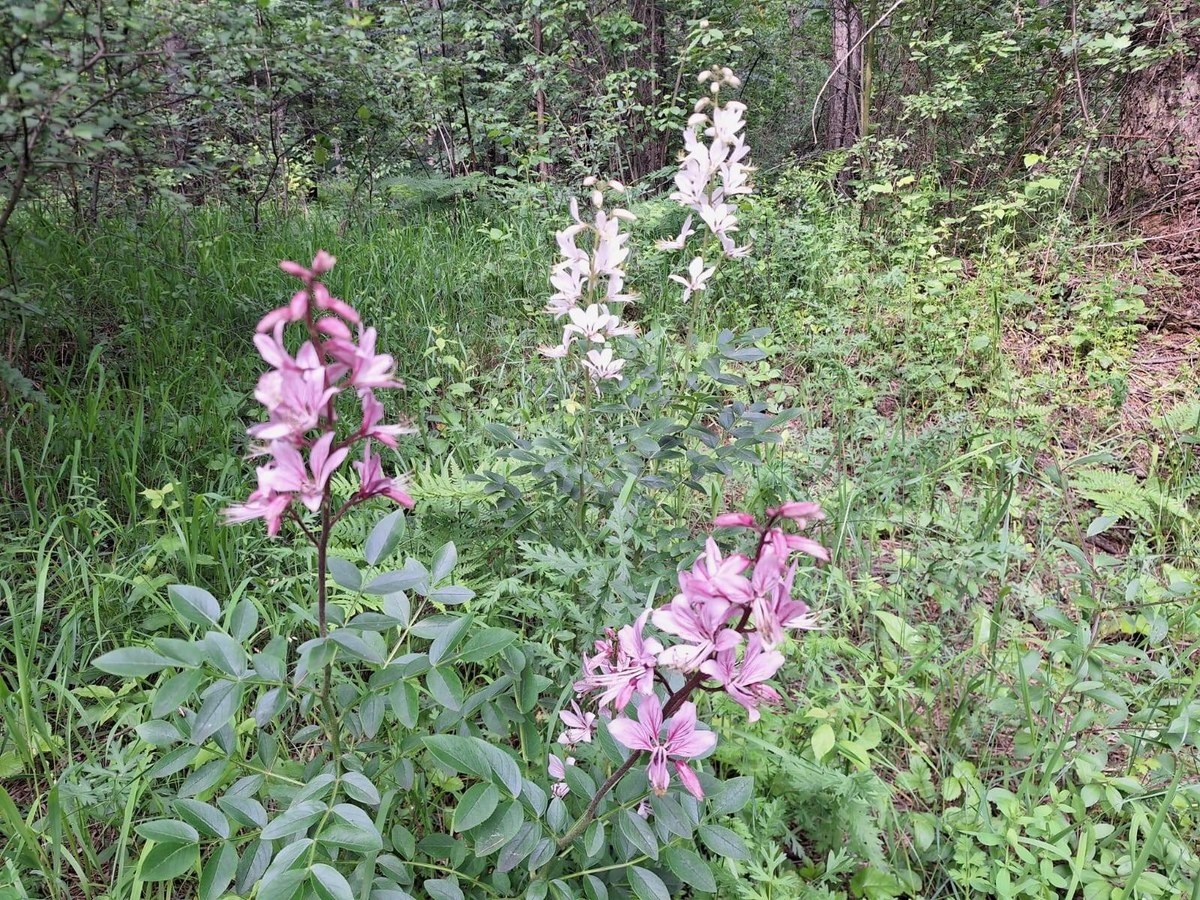 W Dąbrowie Górniczej zakwitły kwiaty z gatunku "krytycznie zagrożonego"
