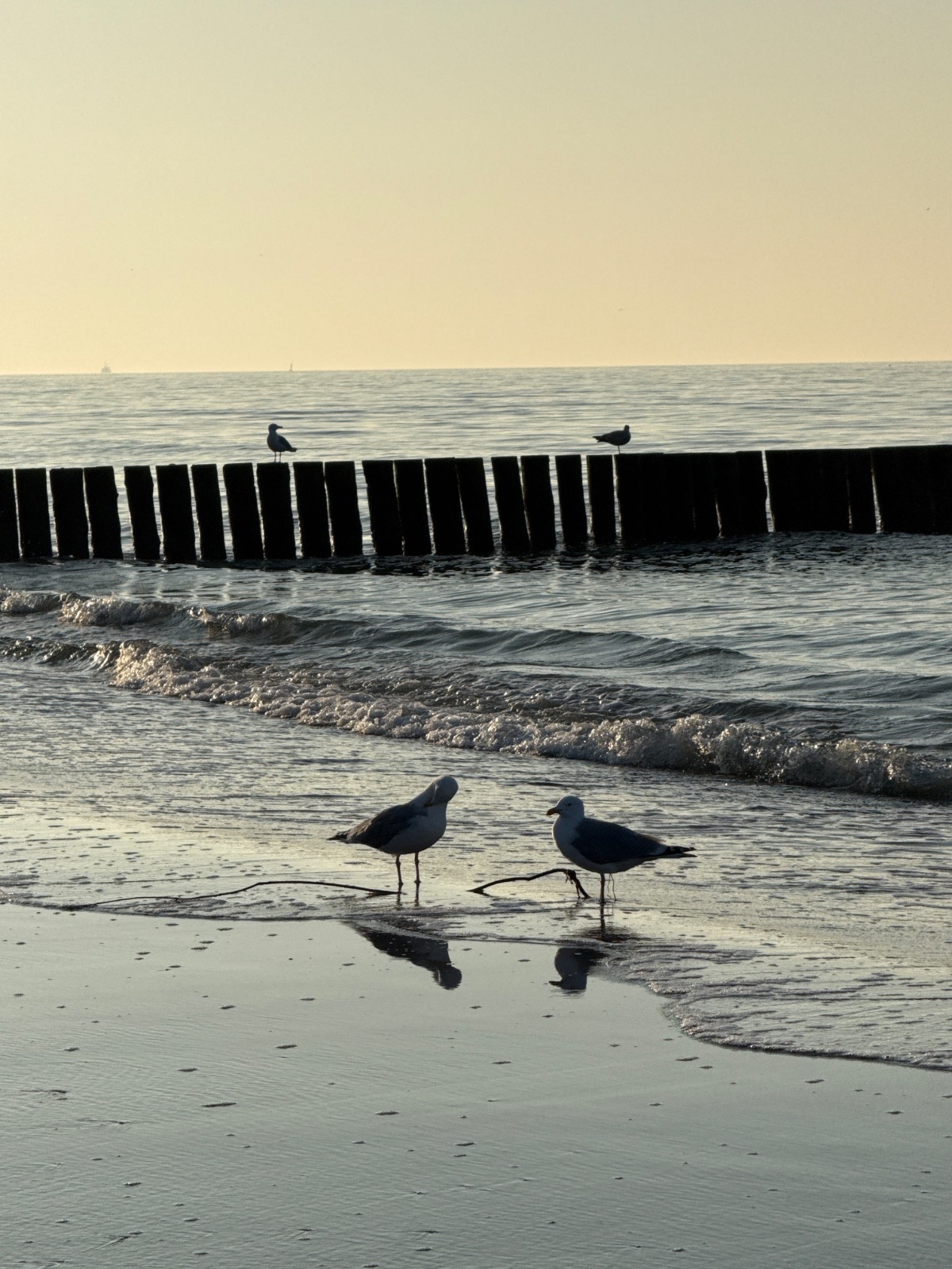 0a2c9060-b2d9-4bf7-aa6e-90401b40ff39