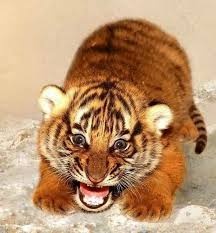 26ca2eb8-eb57-4602-95f2-abaa1ff1aef4