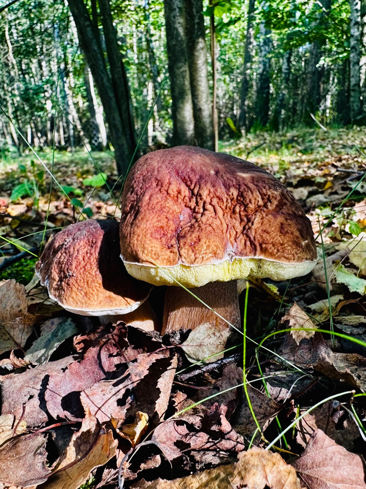 23c1b93c-cc4e-4cf4-8a11-dac626bd859a