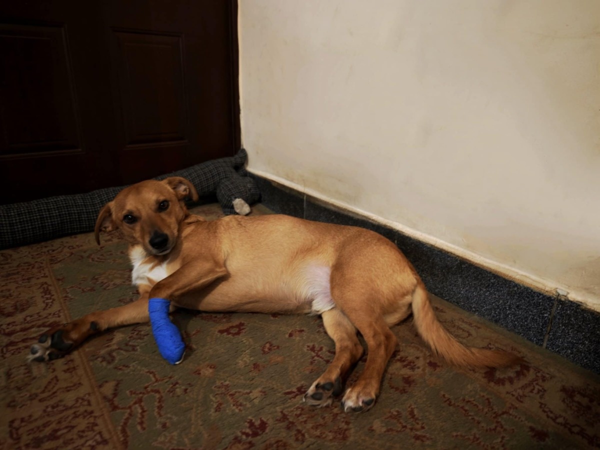 b1e0b3d4-54c7-4d96-a43c-02ced914e05b