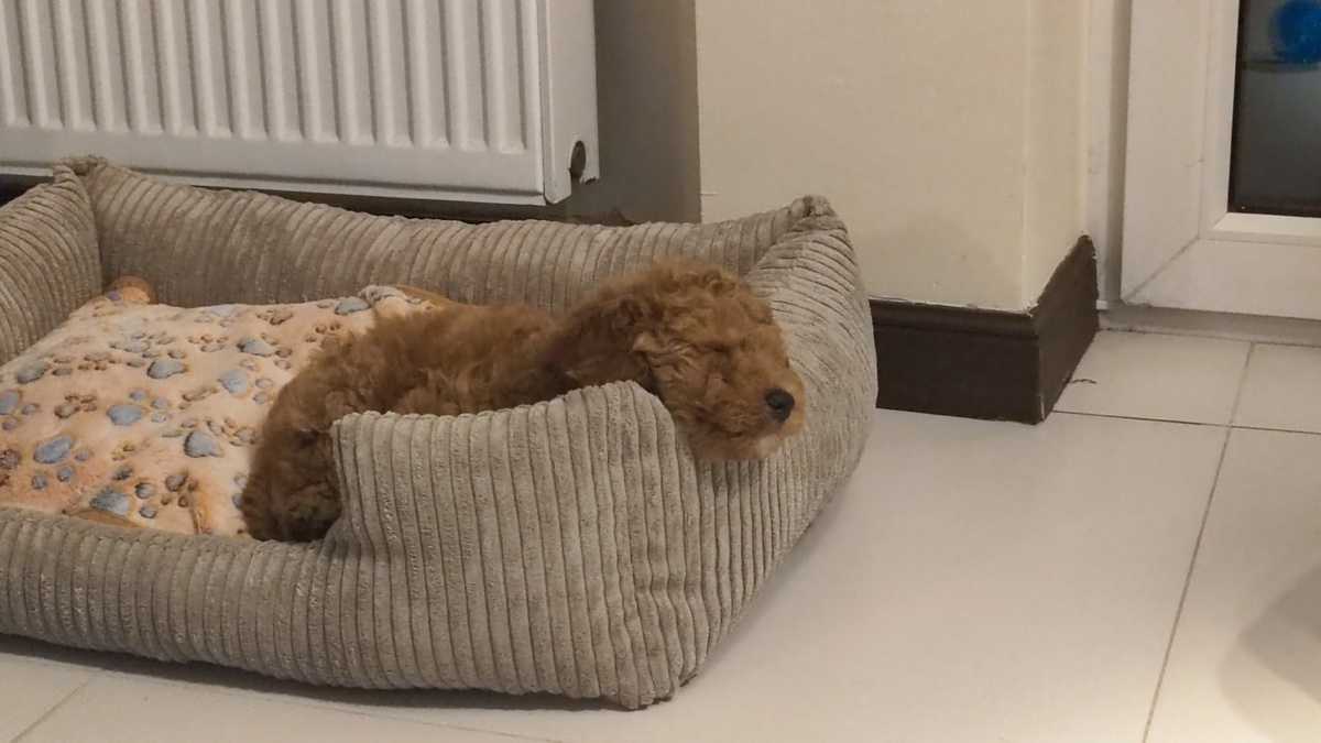 895a7870-0119-4ed0-a2f0-93d25611c698