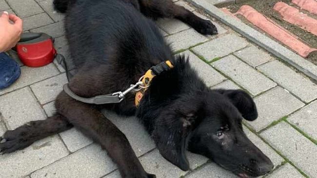 Pies postrzelony 50 razy z wiatrówki. "Sprawca nie powinien czuć się bezkarny"