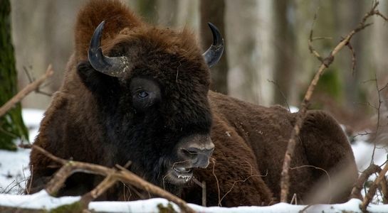 Projekt Puszcza.tv. Na co wydano publiczne środki?