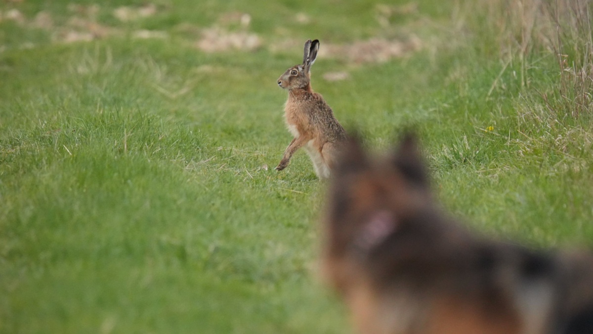 7f331d4a-2df0-4d94-a45d-9d21fb1c3393