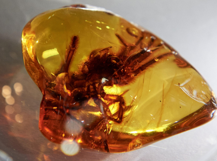 Ekspertka: inkluzje w bursztynie to okno na świat sprzed milionów lat