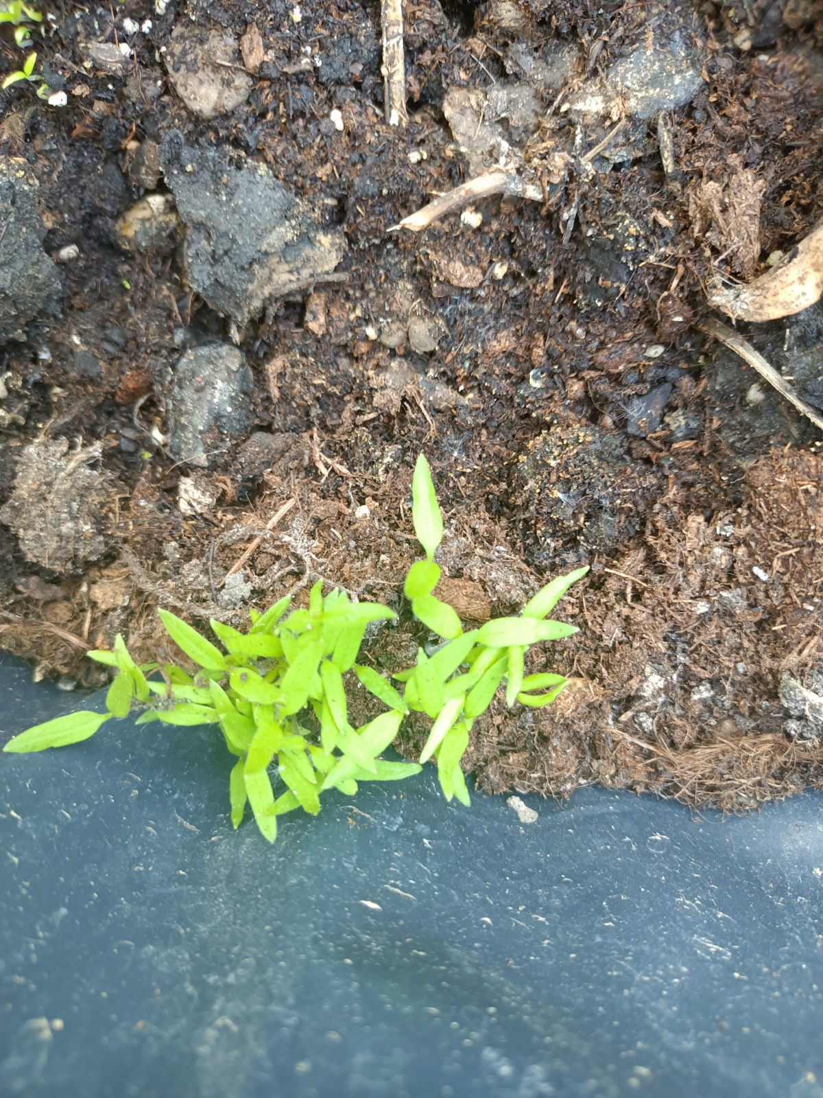 ed6a98ff-7caa-42e7-94ab-d6605c70ad10