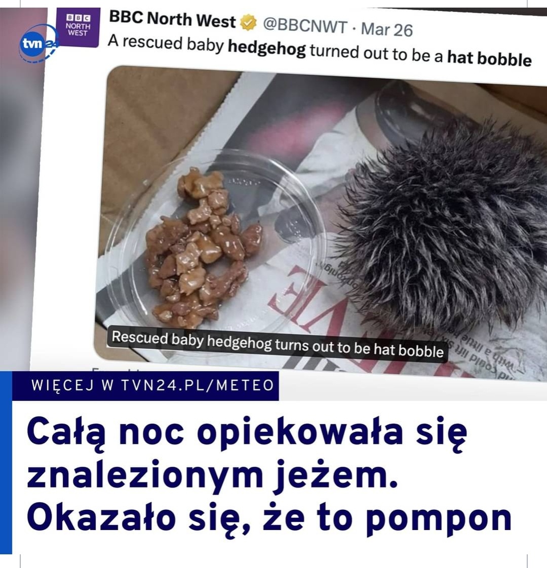 Całą noc opiekowała się znalezionym jeżem. Ale to nie był jeż