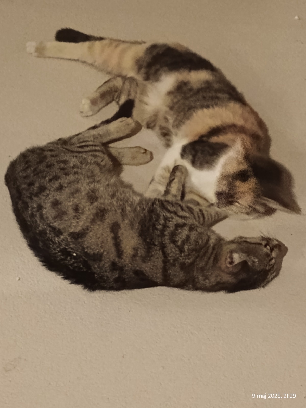 03d23006-f30e-4b4d-bbcc-dd7134070834