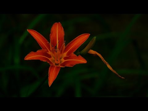 Letnia Wyciszająca Muzyka Relaksująca Umysł Na Bezsenność