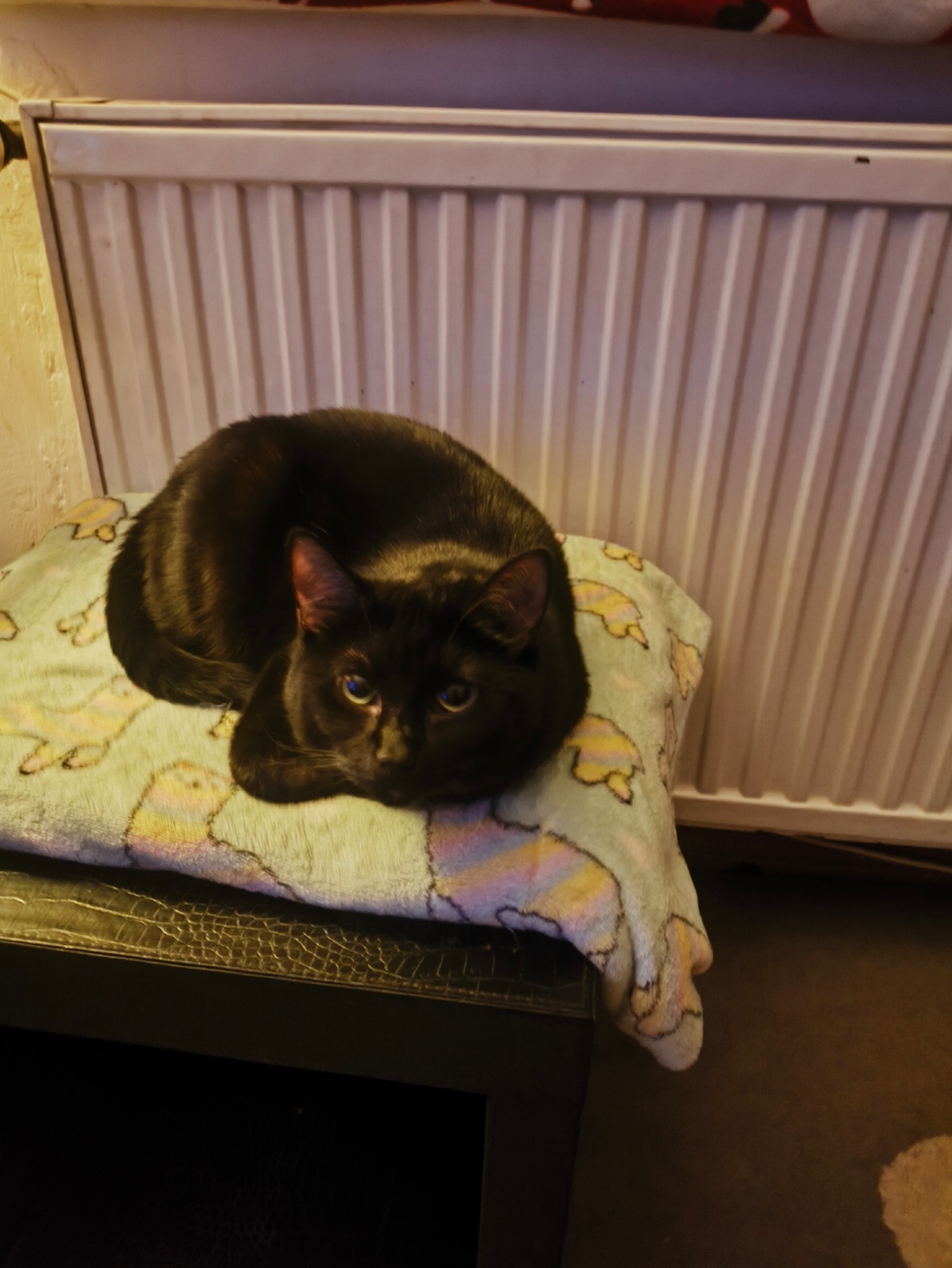 08264971-8b16-4a76-9224-6cc4052416fb