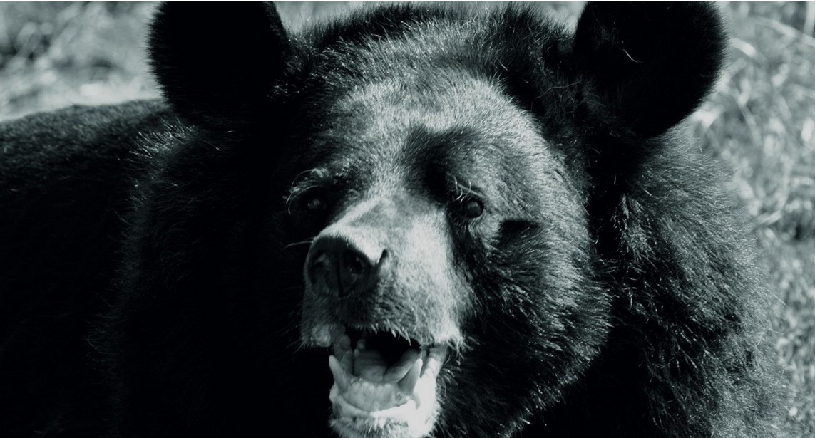 Nie żyje najstarsza niedźwiedzica himalajska w Europie