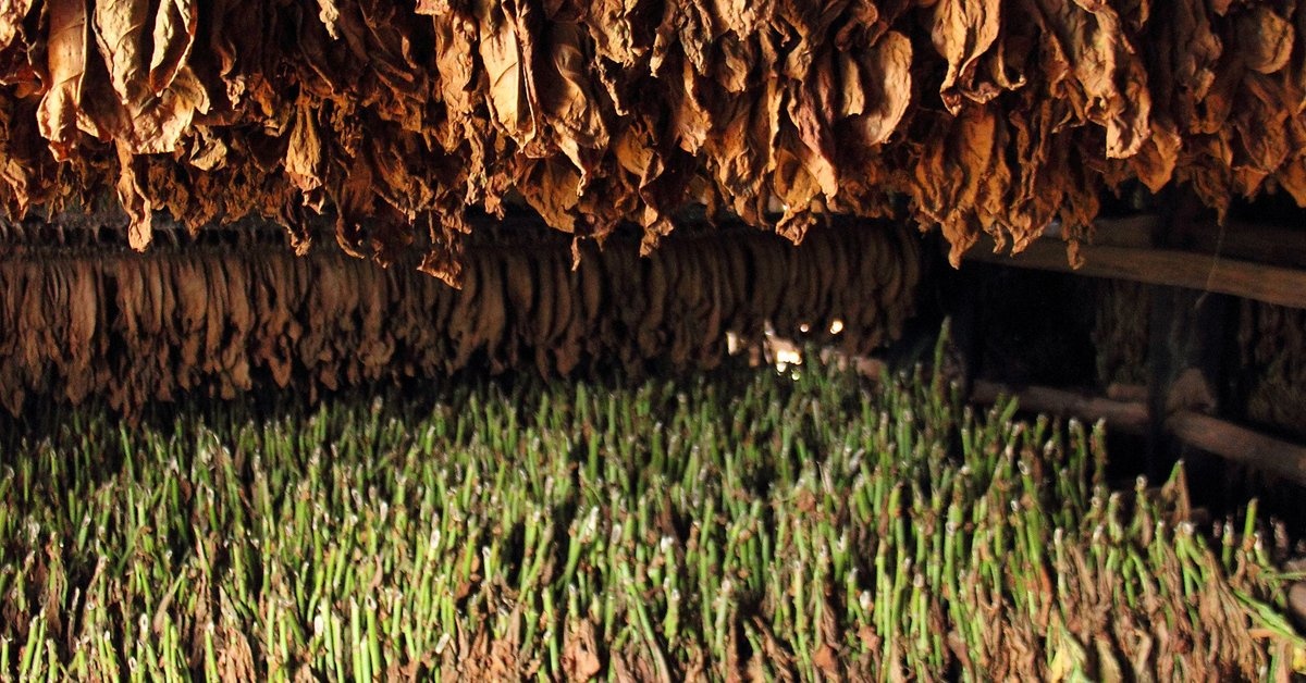 Tytoń używany jest przez ludzi od ponad 12 tys. lat