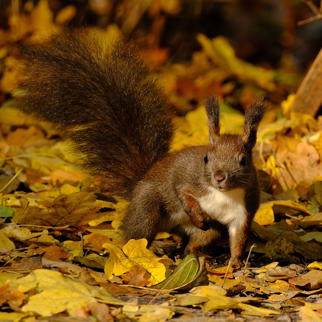 Wiewiórka Pospolita - Sciurus Vulgaris / Fotografujemy Przyrodę