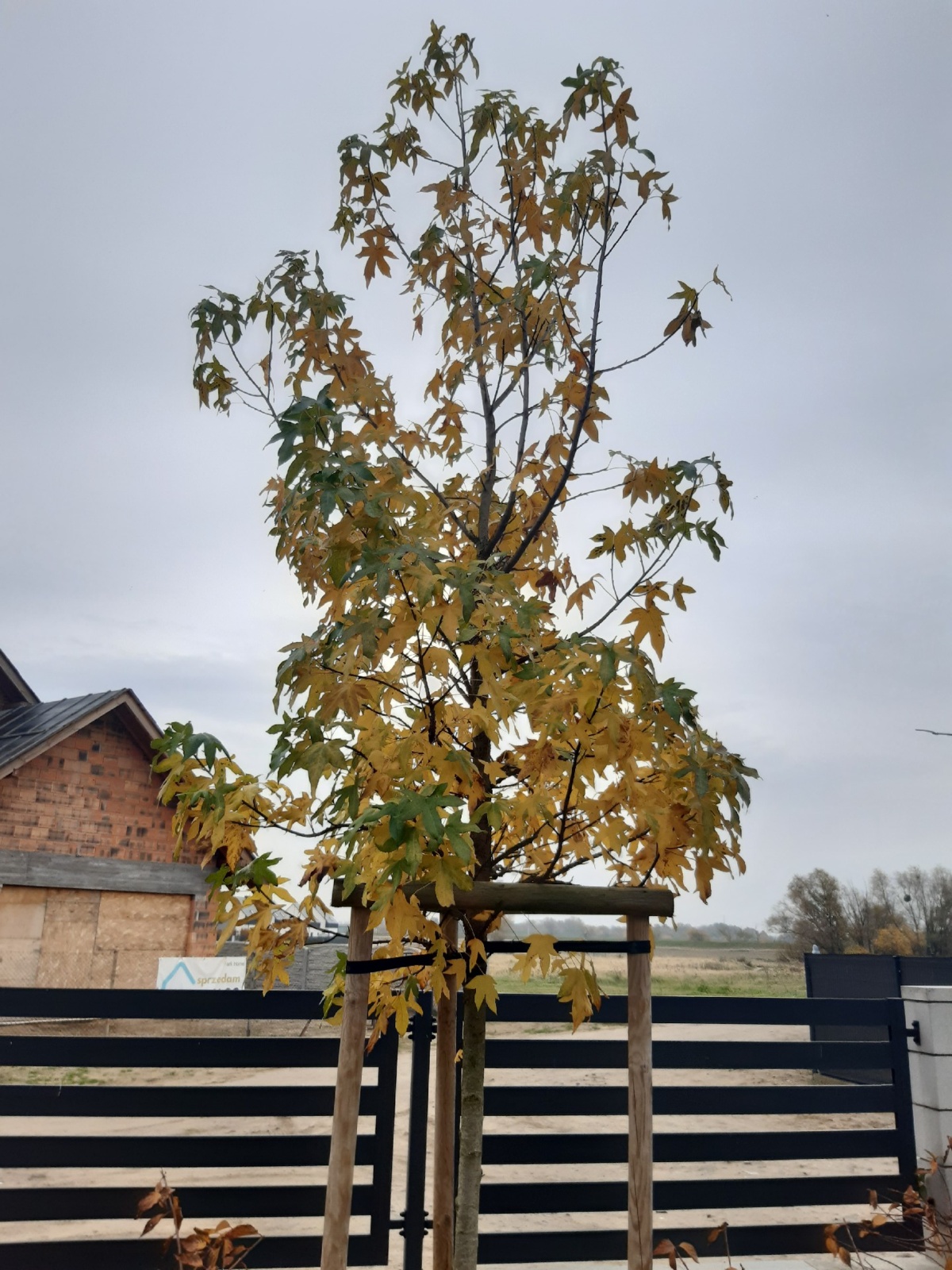 44ff23c6-6cba-4d4d-ba1a-340144450a81