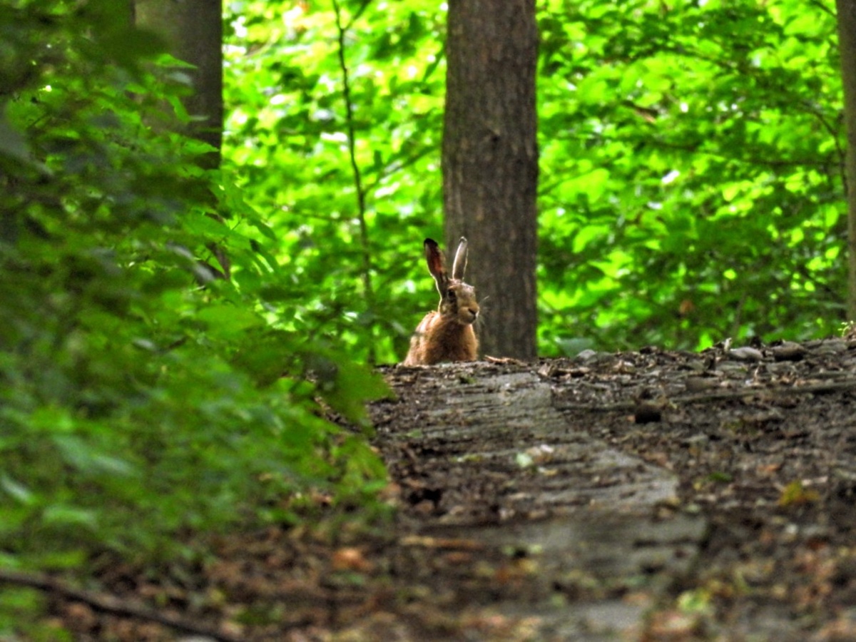 23d46642-b9ae-4482-8a2c-dd41298c359e