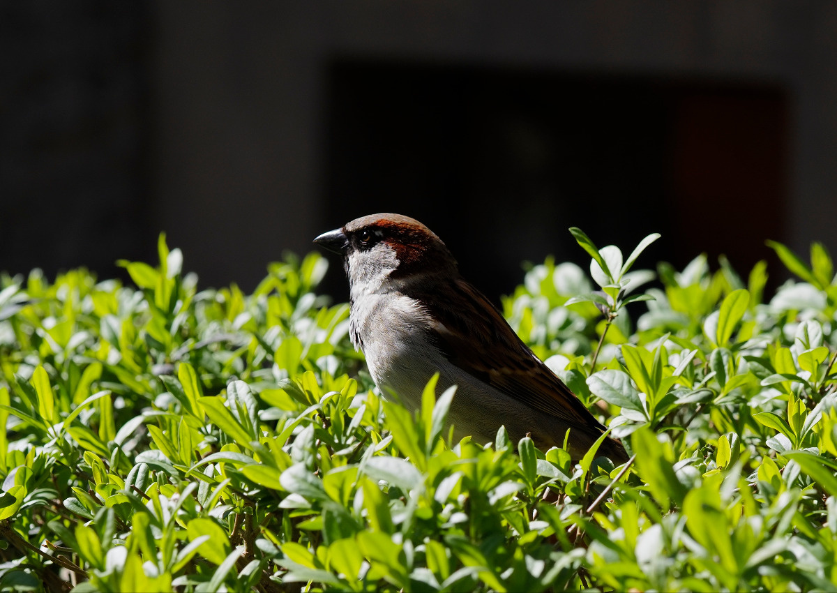 e8755fa0-ea20-42cd-8b80-4cbb0ef163e6