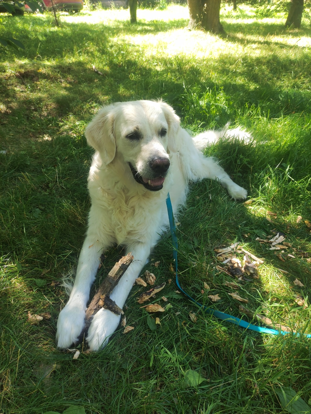 0823936d-ecea-4138-8979-0df6fd068254