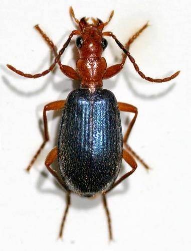 dbfed5f3-505a-4ee5-9193-ba6174dcbc52