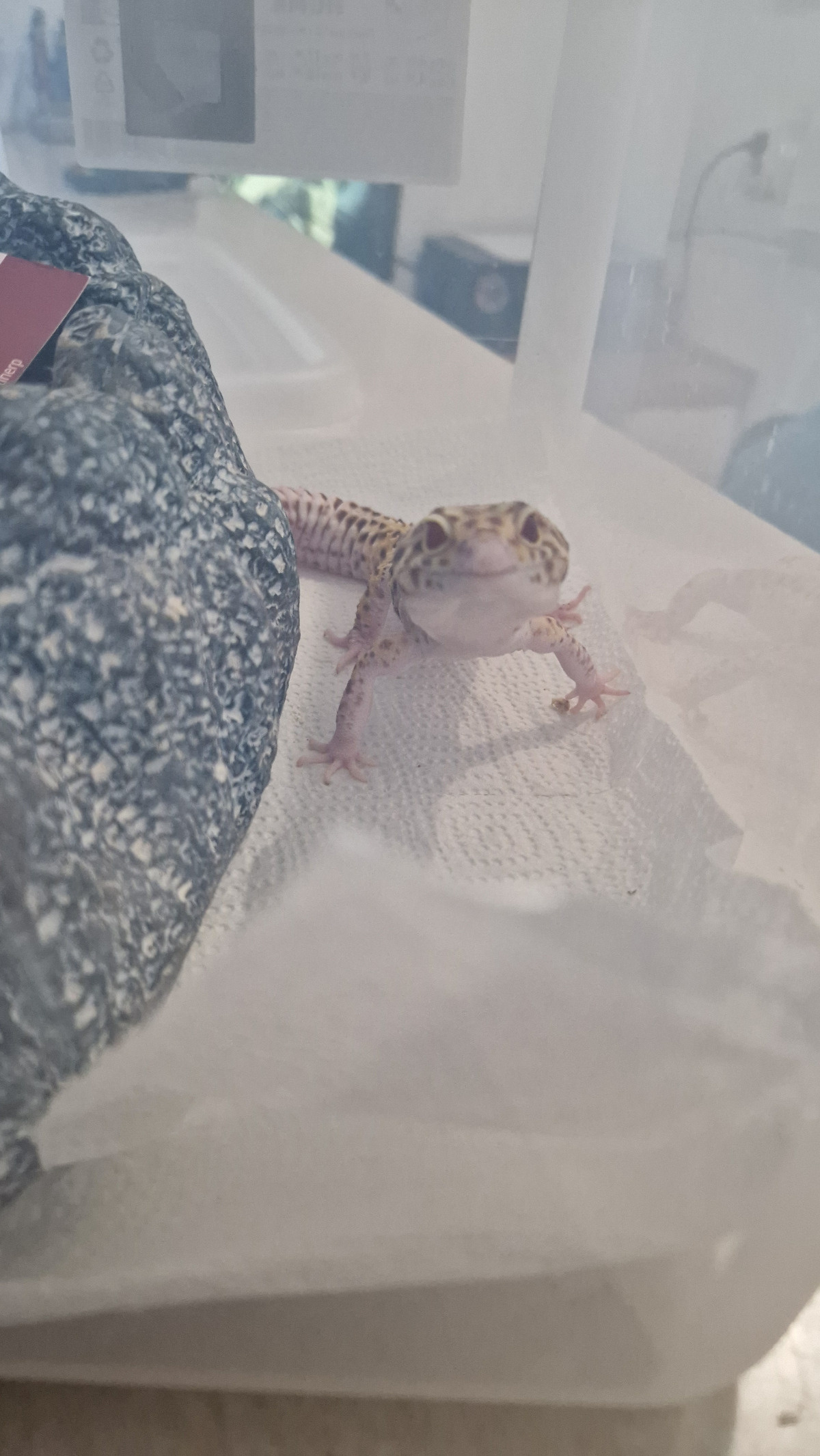 723b0958-fcdb-4b32-bccf-ca391ee456ff