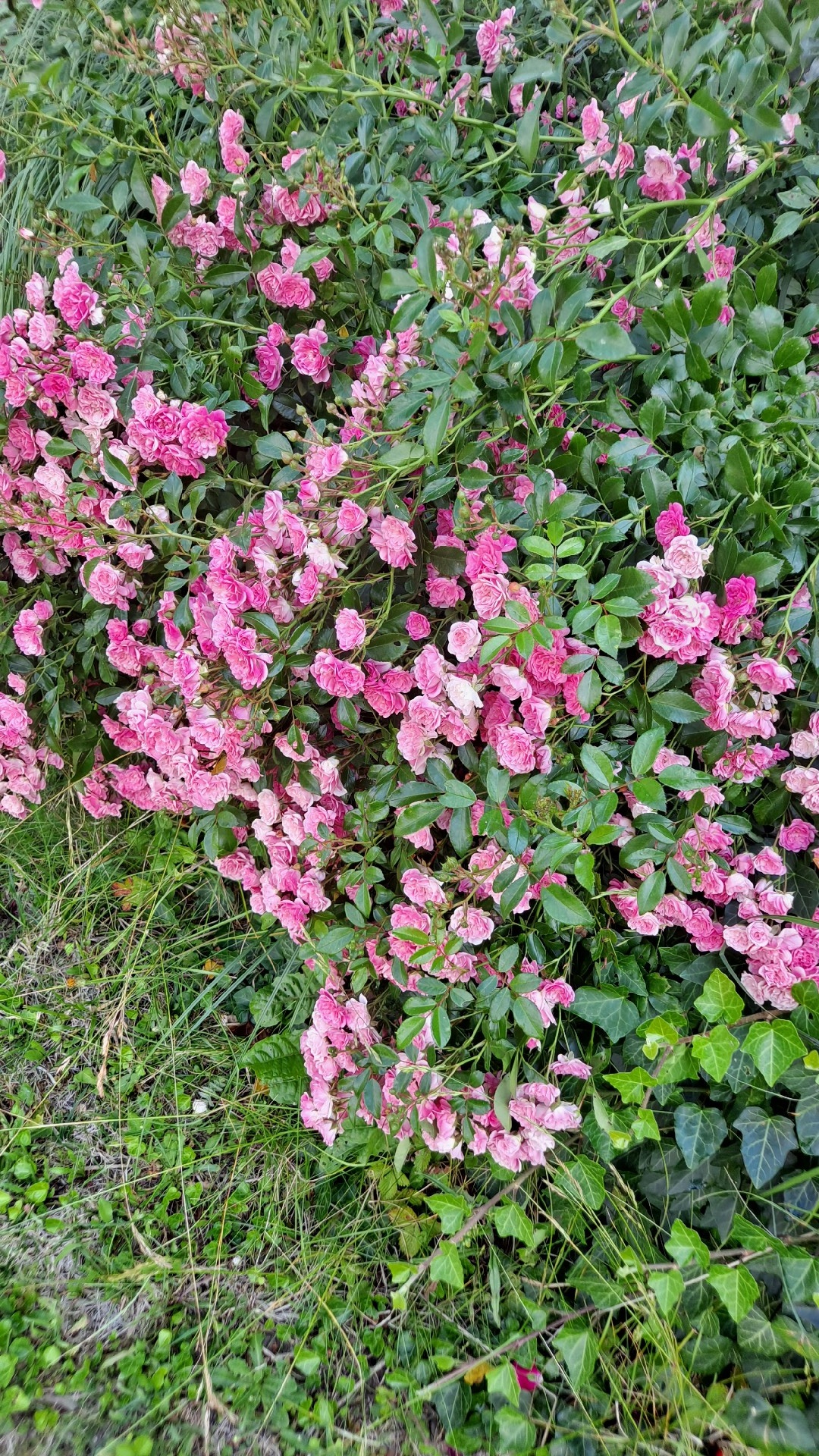 bc246d78-b101-4875-9441-13973c356f0f