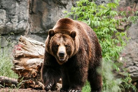 Zoo w Kalifornii szczepi na COVID niedźwiedzie i fretki