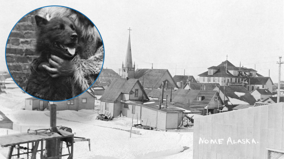 Psy uratowały całe miasto przed zagładą. Jak tego dokonały?