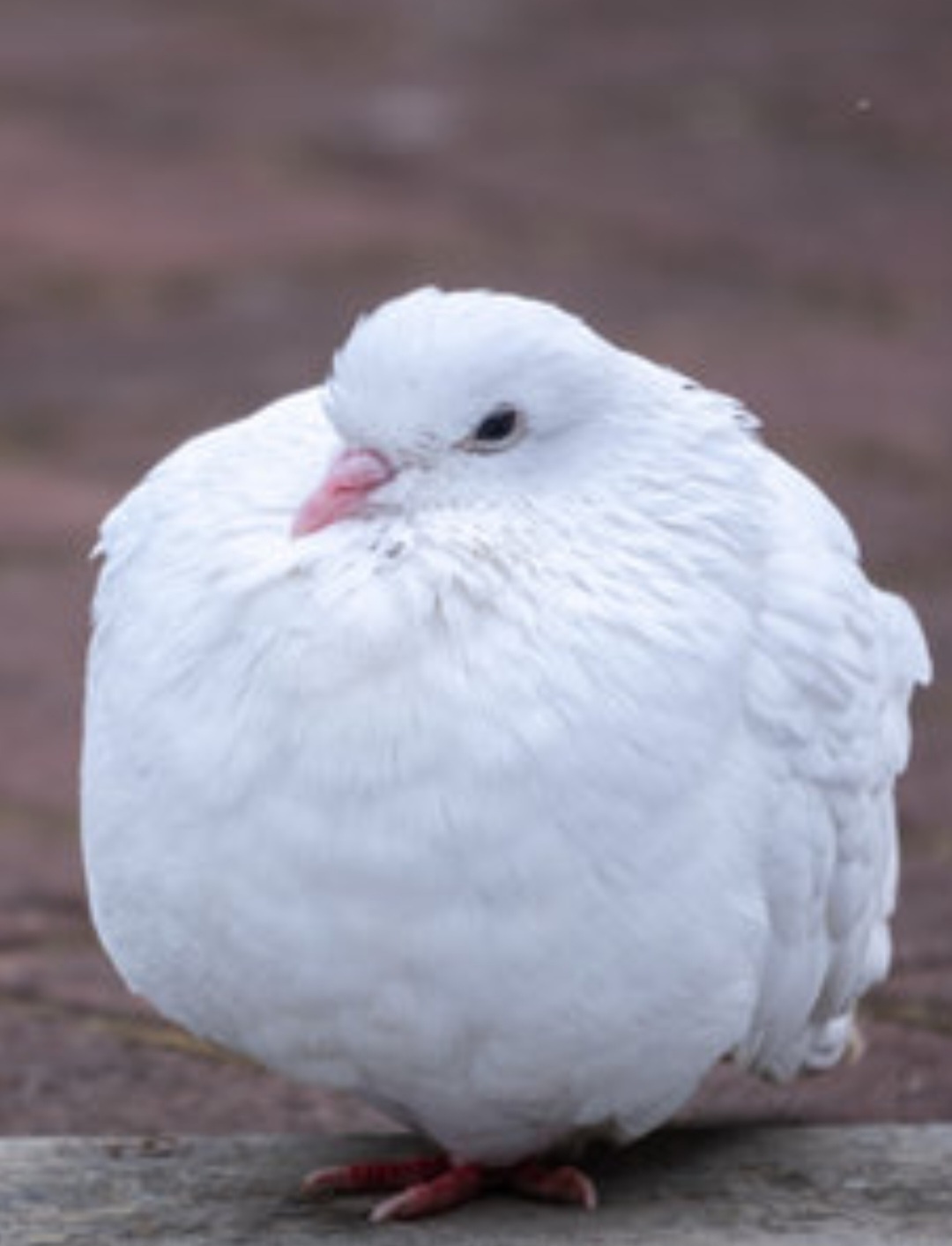 b2a11e74-b3b1-4e8d-81aa-0d4c9bac757f