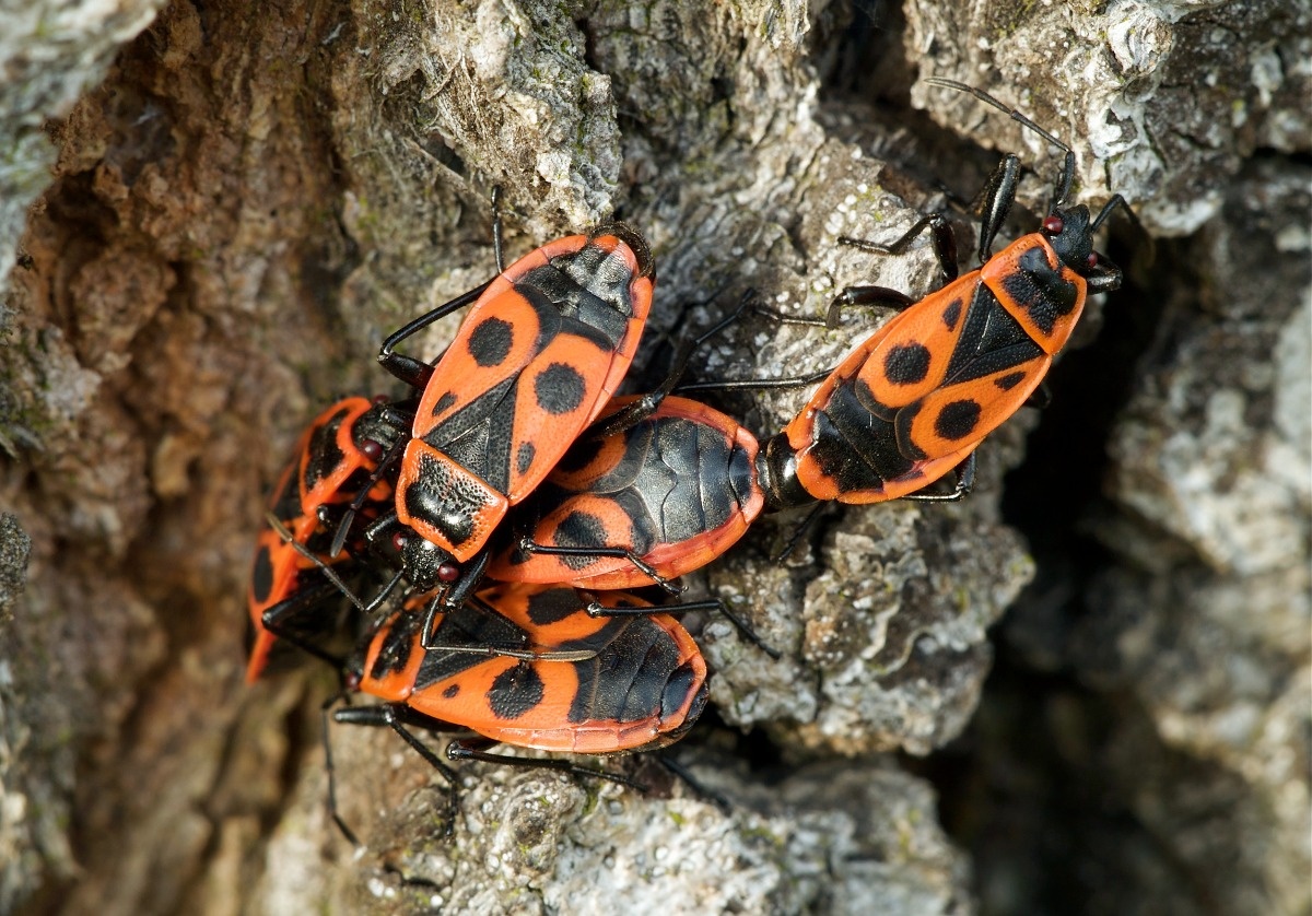 Pyrrhocoris apterus czyli o kowalu bezskrzydłym