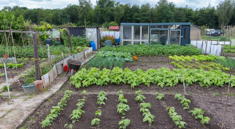 Działkowcy dostają wezwania do zapłaty. Miasto ma ograniczone możliwości