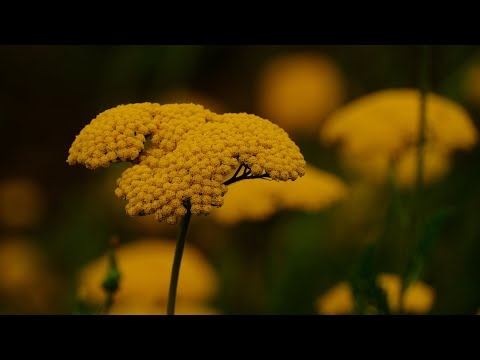 Letnia Muzyka 432 Hz Dla Uwolnienia Emocji