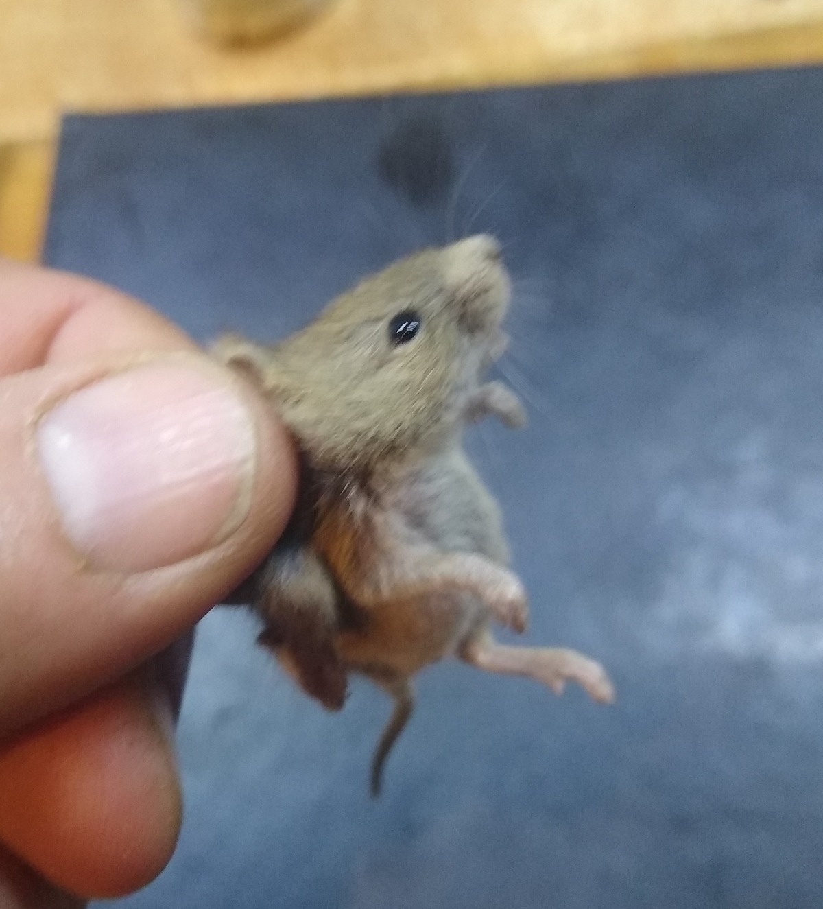 d9042731-6d97-486e-94d3-cd8457cf7aef