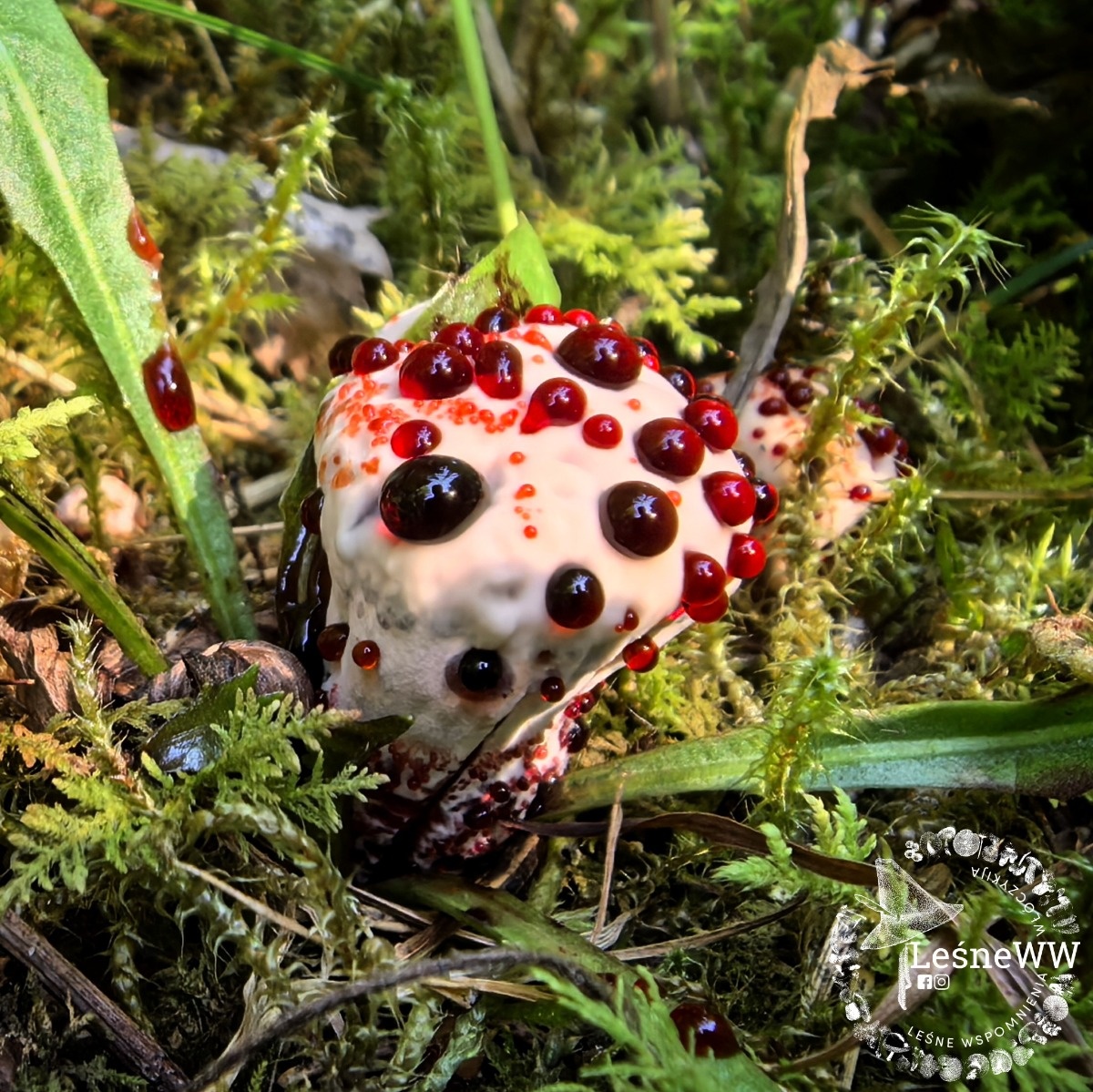 26237213-2233-4fd0-a1d3-75823b1275b9