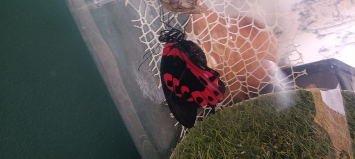 cc135a75-4ee6-465d-a4ff-9602024009ef