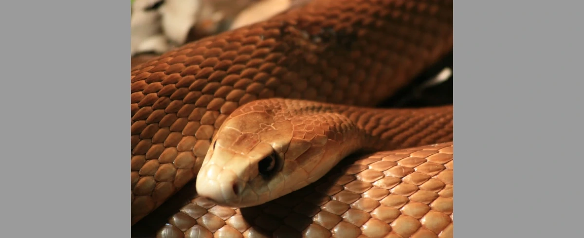 Nigeryjczycy umierają kąsani przez dzikie węże. Szamani bezradni, a w szpitalach brakuje surowicy
