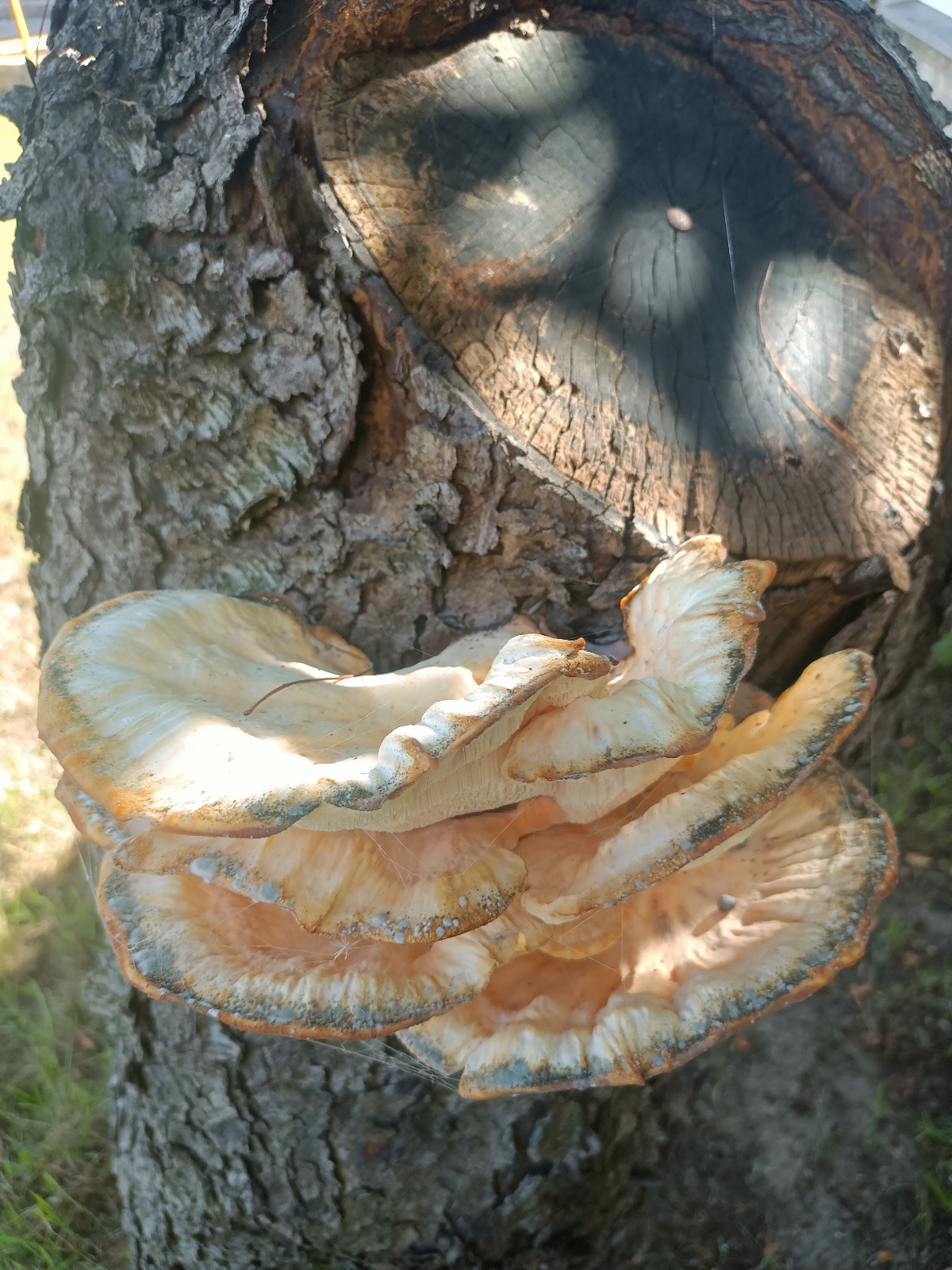 0c480f04-8297-403b-8497-2995d93e264e