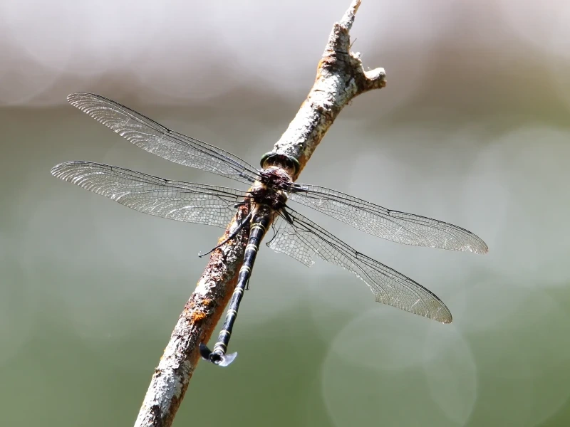 a74e5bd9-25cf-4b24-9966-bb63208d91ca