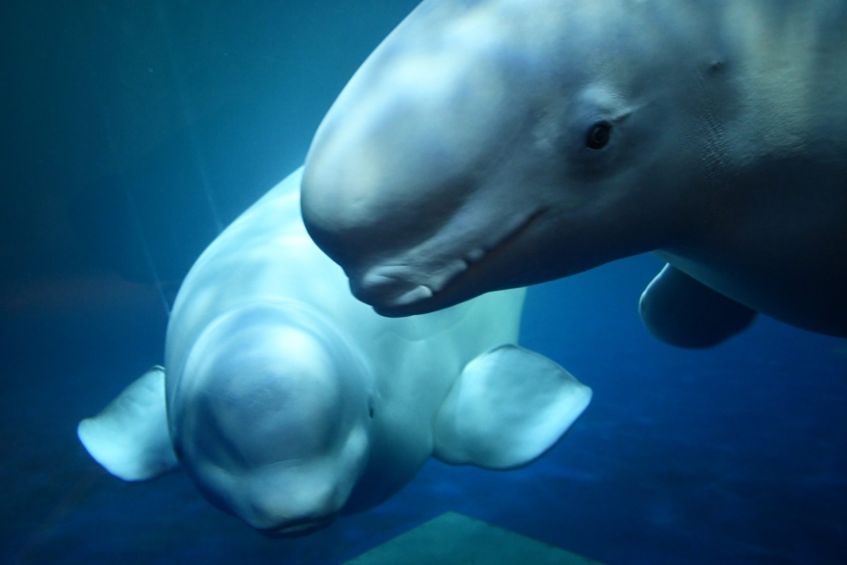 Narluga- hybryda z arktycznych głębin