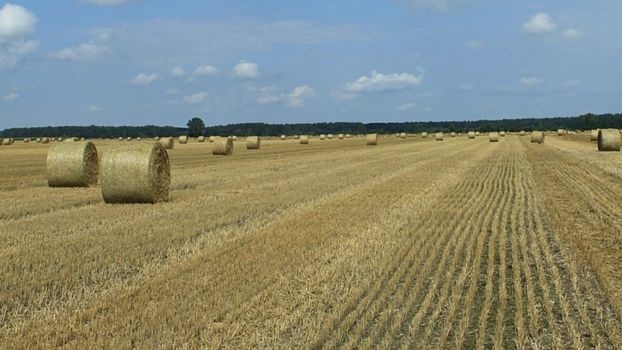 Tajemnicze odkrycie w Krzywowierzbie-Kolonii: szczątki ofiar zarazy sprzed wieków? » Historykon.pl