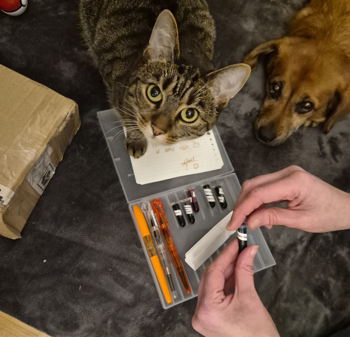 d5593eb3-b7f7-4cd2-bbe3-1bbe9c81439c